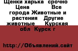 Щенки харька! срочно. › Цена ­ 5 000 - Все города Животные и растения » Другие животные   . Курская обл.,Курск г.